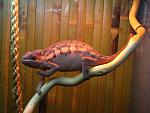 Furcifer pardalis