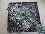 Corynopuntia invicta6