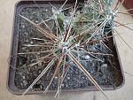 Corynopuntia invicta1