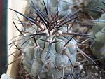 Copiapoa cenerea8