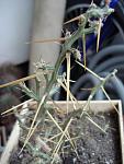 Cylindropuntia leptocaulis