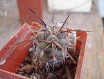Tephocactus darwinii4