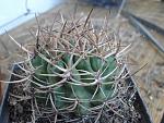 Pyrrhocactus garaventai1
