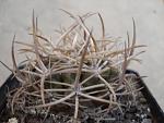 Pyrhocactus sp Cerro El Toro18