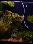  ""   30*30*38(    ). : Snowball Shrimp.