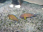 Neolamprologus buescheri "Kamakonde"