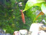 Neocaridina Heteropoda var. Red