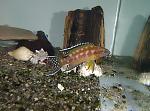 Neolamprologus buescheri "Kamakonde"