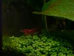 Red Cherry Shrimp