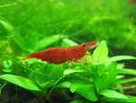 Neocaridina Heteropoda var. Red