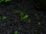 Babaulti "Green"