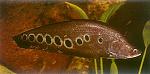 notopterus chitala