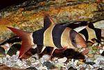 botia macracanthus big
