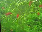Neocaridina Heteropoda var. Red