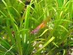 Neocaridina Heteropoda var. Red