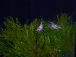 Snowball Shrimp