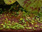Yellow Shrimp