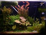  "" 37. : Yellow Shrimp