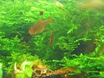 Neocaridina Heteropoda var. Red