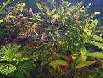 Willow Moss - Fontinalis antipyretica