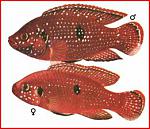 Hemichromis bimaculatus