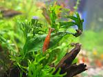 Neocaridina Heteropoda var. Red