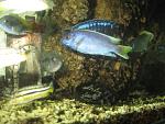 IMG 4294