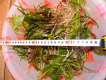 DSCN1369