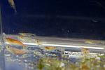 IMG 4335