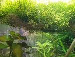 Riccia fluitans
