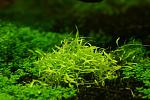 Utriculariagraminifolia002