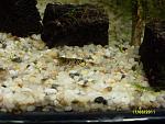 Caridina cf. cantonensis sp."Tiger"