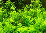 Hemianthus micranthemoides /  1