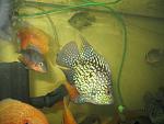 IMG 4278
