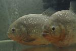 IMG 4321
