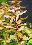 ludwigia inclinata close