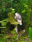   / Nymphaea micrantha