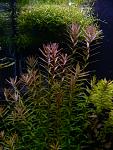 Rotala indica