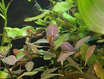 Ludvigia sp