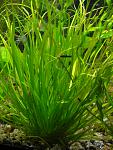 Blyxa japonica ( )
