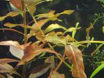 Ludvigia(sp.Mehiko)