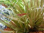 BlyxaJaponica6