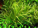 Blyxa Japonica