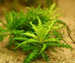 Pogostemon helferi