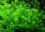 Hemianthus micranthemoides /  