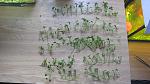   (Marsilea quadrifolia)
