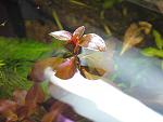   ''Rubin'' / Ludwigia repens ''Rubin''