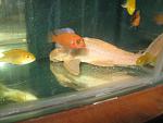 IMG 4306