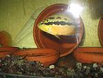 IMG 4287