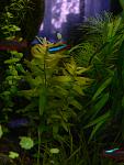 Rotala macrandra green